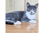 Adopt Mary Sue Love a Domestic Short Hair