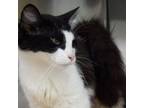 Adopt Monica a Domestic Medium Hair