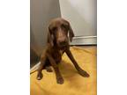 Adopt Rosalina a Labrador Retriever