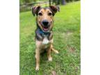 Adopt Shelly a Shepherd