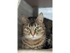 Adopt Doris a Domestic Short Hair