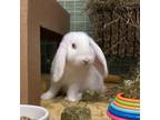 Adopt Eloise a Mini Lop