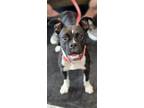 Adopt Irisa a Boxer