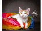 Adopt Wendy a Domestic Short Hair