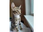 Adopt Ziggy a Domestic Short Hair