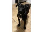 Adopt Taquito (Taco litter) a Labrador Retriever