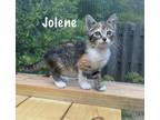 Adopt Jolene a Domestic Short Hair