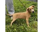 Adopt Nellie a Mixed Breed