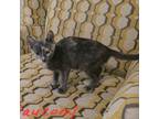 Adopt Saucony a Domestic Short Hair