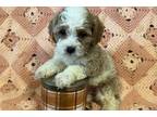 Cavapoo Puppy for sale in Springfield, MO, USA