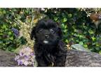 Shih-Poo Puppy for sale in Springfield, MO, USA