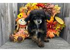 Mutt Puppy for sale in South Bend, IN, USA