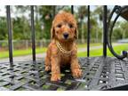 Mutt Puppy for sale in Fort Myers, FL, USA