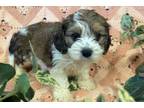 Cavapoo Puppy for sale in Springfield, MO, USA