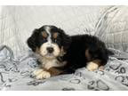 Mutt Puppy for sale in South Bend, IN, USA