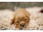 Cavalier King Charles Spaniel Puppy for sale in South Bend, IN, USA