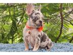 French Bulldog Puppy for sale in West Palm Beach, FL, USA