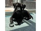 Adopt Pine a Black Labrador Retriever