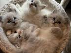 Siberian Kittens