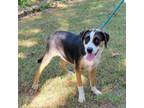 Adopt Carmello a Australian Shepherd, Foxhound