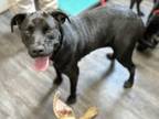 Adopt Thermal a Labrador Retriever, Terrier