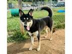 Adopt Melonie a Husky, German Shepherd Dog