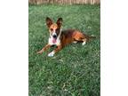 Adopt Lainey a Corgi, Border Collie