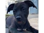 Adopt Susie a Mixed Breed