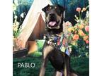 Adopt Pablo a Shar-Pei