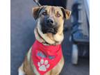 Adopt Fig a German Shepherd Dog