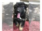 German Shepherd Dog PUPPY FOR SALE ADN-817396 - German Shepherd puppies