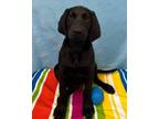 Adopt Grumpy Bear a Labrador Retriever, Standard Poodle