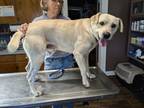 Adopt Trent a Labrador Retriever