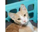 Adopt Cortado a Domestic Short Hair