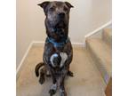 Adopt Gucci a Shepherd, Plott Hound