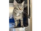 Adopt Moose a Domestic Short Hair