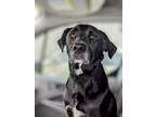 Adopt Cash a Labrador Retriever, Mixed Breed