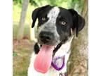 Adopt Blueberry a Australian Cattle Dog / Blue Heeler