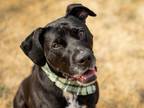 Adopt Earl a Pointer, Pit Bull Terrier