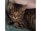 Adopt Spock a Domestic Short Hair