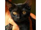 Adopt Shredder a Domestic Short Hair