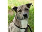 Adopt Travis a Mixed Breed