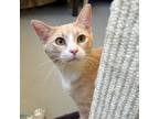 Adopt Beamer a Domestic Short Hair