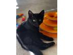 Adopt Frankie a Domestic Short Hair