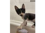 Adopt Pierre a Domestic Short Hair