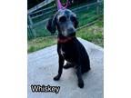 Adopt Whiskey a Goldendoodle