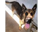 Adopt Cowboy a German Shepherd Dog