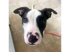 Adopt Joey a Pit Bull Terrier, Mixed Breed