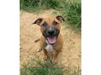 Adopt SAMMY a Black Mouth Cur