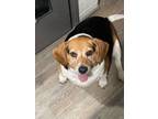 Adopt Chubi a Beagle